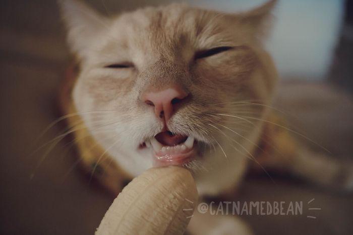 Piemīlīgs vai ne Autors: matilde Kaķis, kuram garšo banāni, un viņa saimnieks, kuram tas šķiet neķītri