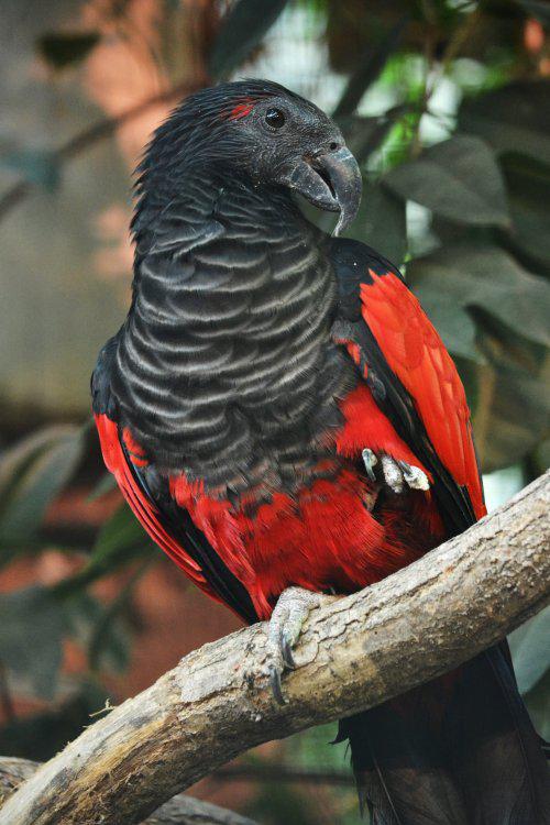 Ir ļoti iespējams ka dažas... Autors: Lestets Drakulas papagailis, iespējams, ir skaistākais un biedējošākais putns pasaulē