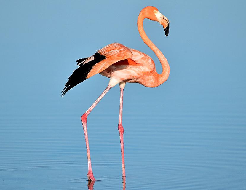 Flamingo īstenībā saliec... Autors: Lestets 14 absurdi fakti, kas tevi pārsteigs