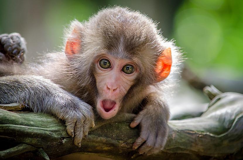 Pērtiķi māk dalītiesIr atklāts... Autors: Lestets 12 fakti par dzīvniekiem, kas tos padara cilvēcīgākus par pašiem cilvēkiem