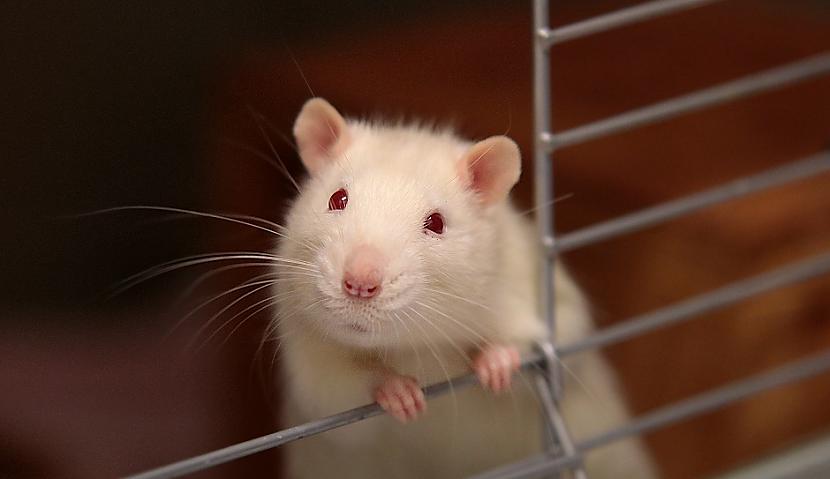 Pelēm var būt dažādas sejas... Autors: Lestets 12 fakti par dzīvniekiem, kas tos padara cilvēcīgākus par pašiem cilvēkiem
