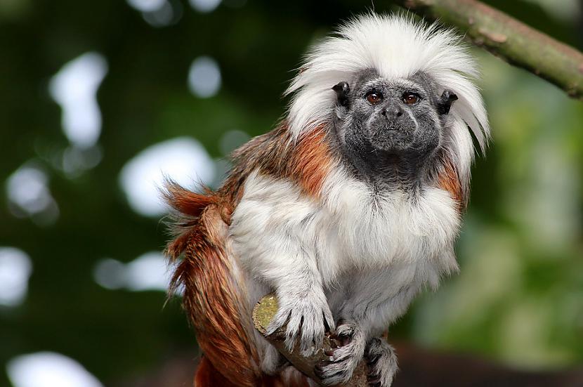 Tamarīna pērtiķiem patīk... Autors: Lestets 12 fakti par dzīvniekiem, kas tos padara cilvēcīgākus par pašiem cilvēkiem
