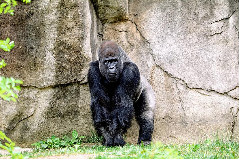 Gorillas nevar runāt toties... Autors: Lestets 15 interesanti dzīvnieku fakti, kas mūs var pārsteigt