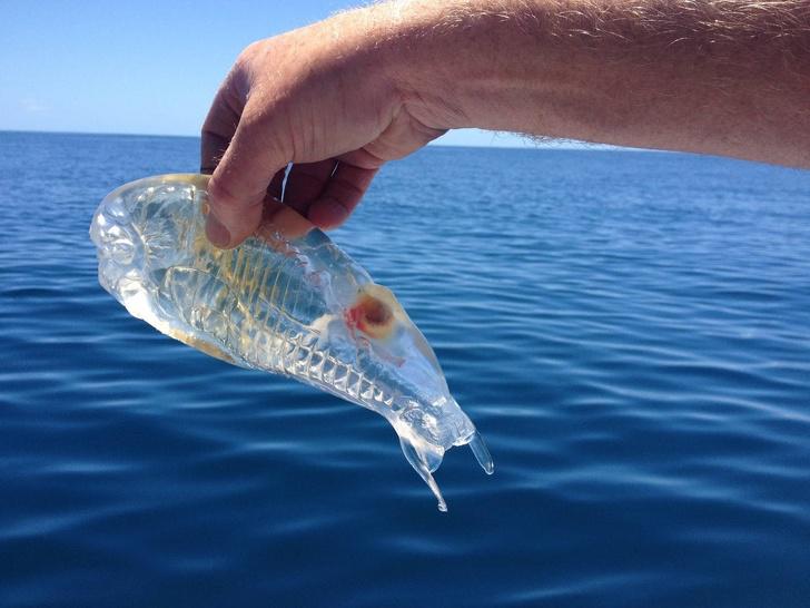Caurspīdīga zivs kura... Autors: The Diāna 20+ vizuāli pierādījumi tam, ka pasaule ir brīnumu pilna