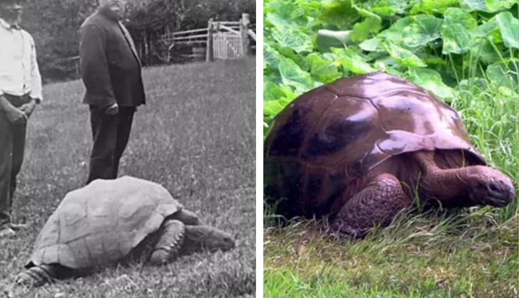 Scaronis bruņurupucis ir... Autors: matilde 15 fotogrāfijas, kas pierāda to, ka dārgākais, kas mums pieder, ir laiks