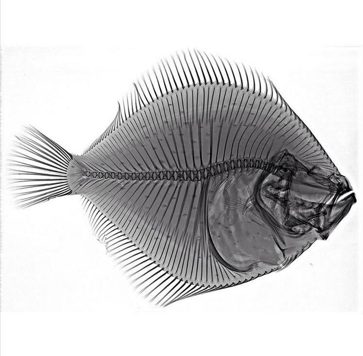 Akmeņplekste No sāna zivs ir... Autors: The Diāna Apbrīnojamā pasaule: Dzīvnieku rentgenuzņēmumi