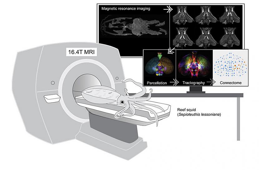 Kalmāra MRIKalmāri ir dumji... Autors: Lestets Aizmirsti par problēmām kopā ar šīm dīvainajām zinātniskajām ilustrācijām