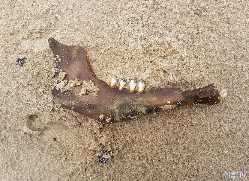Žokļus var atrast ne tikai... Autors: pyrathe Ar metāla detektoru pa pludmali 2020 (Lieldienas)