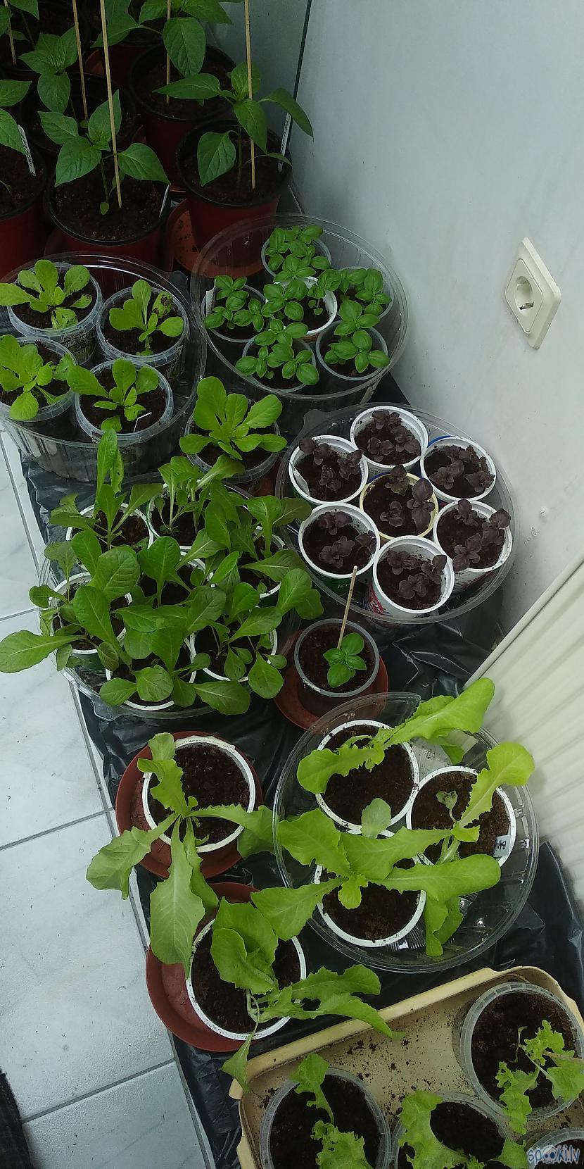Augi oranžērijā Autors: Werkis2 Werkis d(' _ ')b atkal sēj un audzē papriku, tomātus, salātus u.tjpr. (2020)