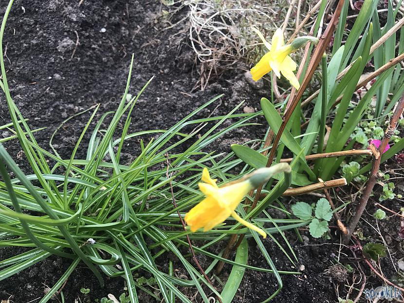 Trauslās narcisītes zied par... Autors: ezkins Pavasara valdzinājums