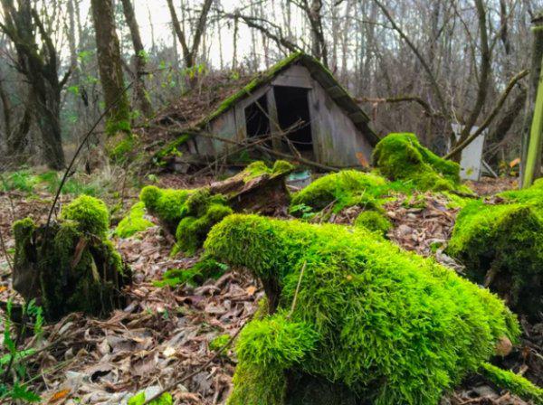  Autors: Fosilija Kad daba uzvarēja cīņā pret civilizāciju... 🌳🌴🍀