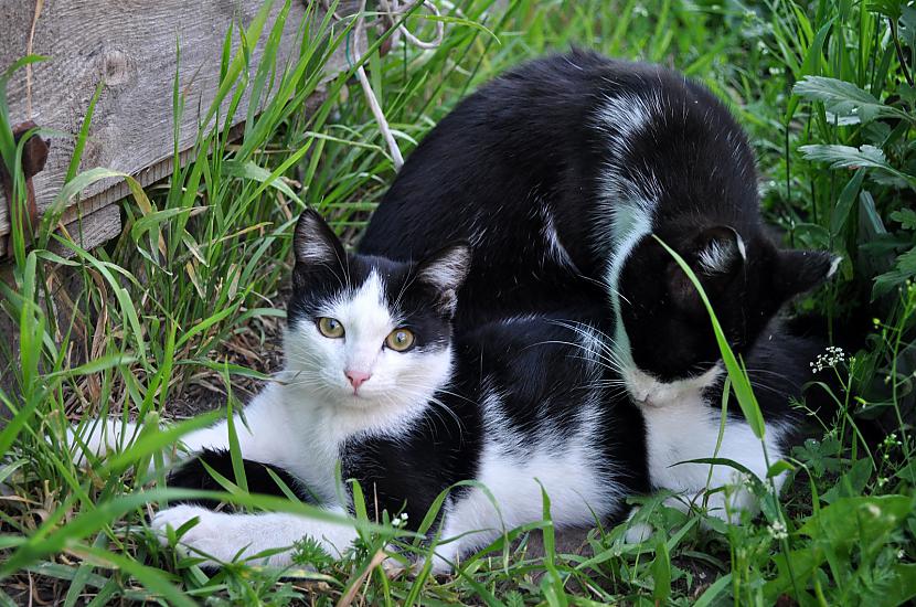  Autors: Fosilija Laukos kaķīšiem dzīve ir lieliska 😾