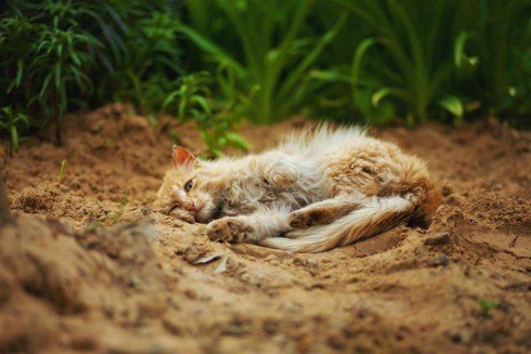  Autors: Fosilija Laukos kaķīšiem dzīve ir lieliska 😾