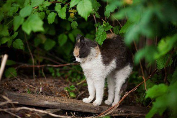  Autors: Fosilija Laukos kaķīšiem dzīve ir lieliska 😾