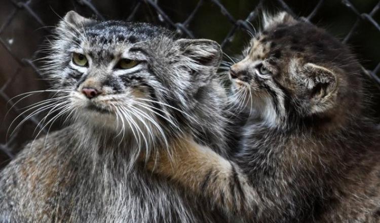  Autors: Fosilija Kaķu mammas un viņu jaukie kaķēni 😼