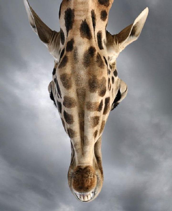Tomēr mums patīk žirafes Tās... Autors: Lestets 10 parastu dzīvnieku neparastākas fotogrāfijas