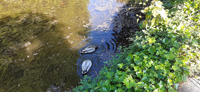 Pīles kaut ko pēta zem ūdens  Autors: Griffith Parks pilnos ziedos.