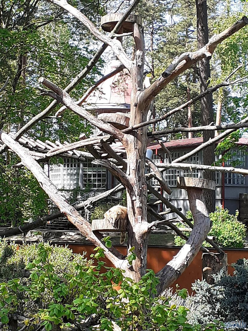 Mīļais degunlācītis Autors: Drakonvīrs 23 maijs saulaina vizīte Rīgas Zooloģiskajā Dārzā