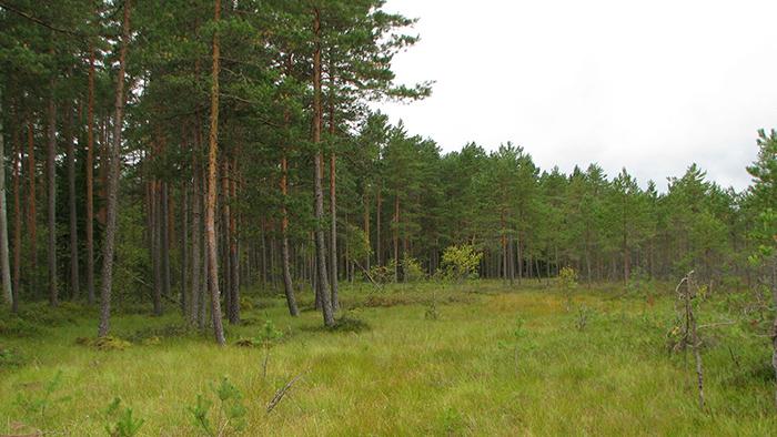 Aklais Jūgu purvsDabas liegums... Autors: matilde Apceļo Latviju: 8 dabas parki un takas saulaino brīvdienu baudīšanai
