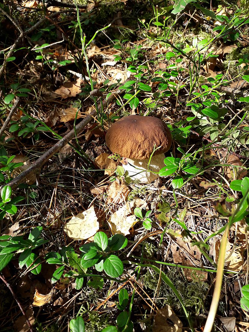 Fotogēniska jauna baravika  Autors: Griffith Atvaļinājums - 4. Septembris, 2019. 3/3