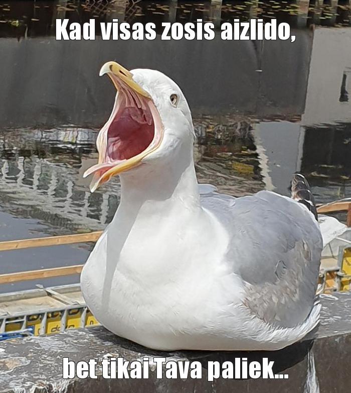  Autors: Daiga Kalniņa2 Memes