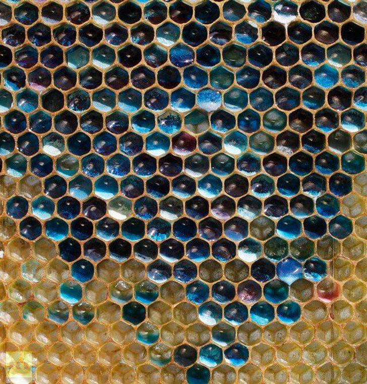 Kas notiek ja bites apmeklē... Autors: Lestets 19 parastu lietu fotogrāfijas, kas liek mums apmulst