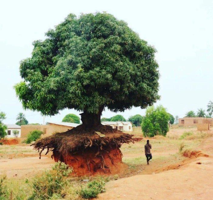 Scaronis koks Tanzānijā... Autors: Fosilija 23 fotoattēli, pēc kuru apskates jūs varat teikt: "tagad es redzēju visu!"