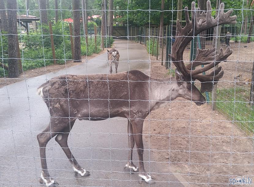  Autors: pyrathe Rīgas ZOO: lietainā svētdiena