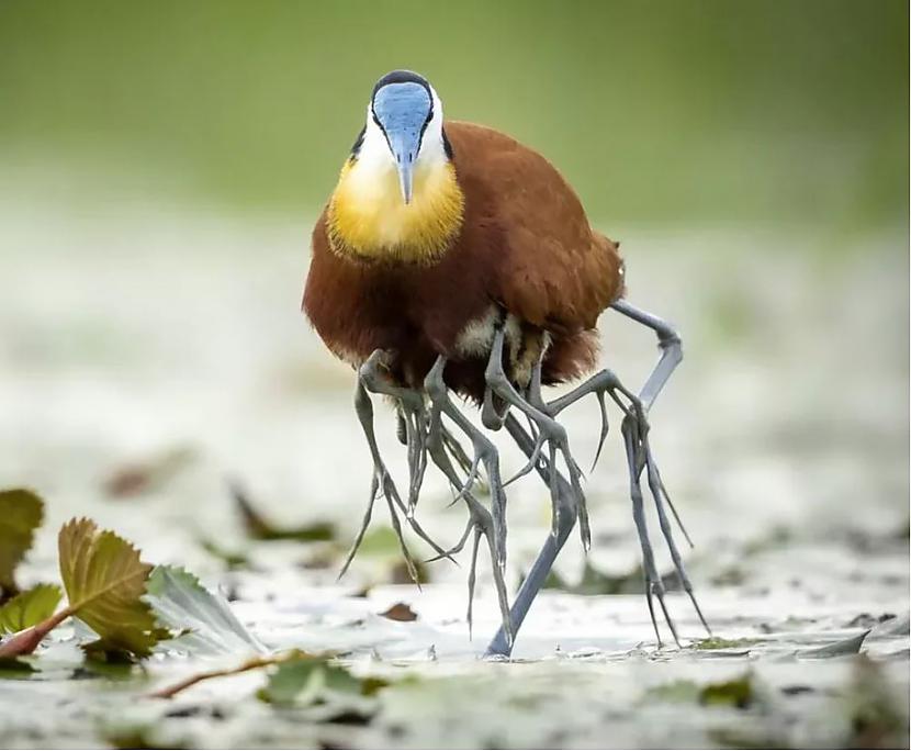 Putns nav slims mutants tas ir... Autors: Lestets 20 pārsteidzošas dabas fotogrāfijas, kas neatstās tevi vienaldzīgu