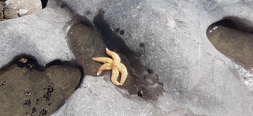 Atradu jūraszvaigzni ... Autors: Griffith Ogmore By Sea, 11/7/2020, Wales.