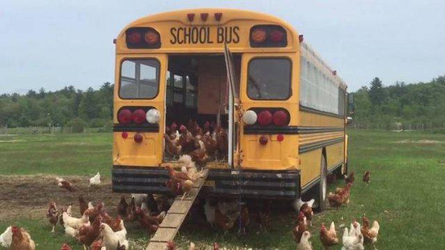  Autors: Fosilija Varētu būt neticami, bet šīs ir tikai skaistas vistu dzīvojamās mājiņas 🐓