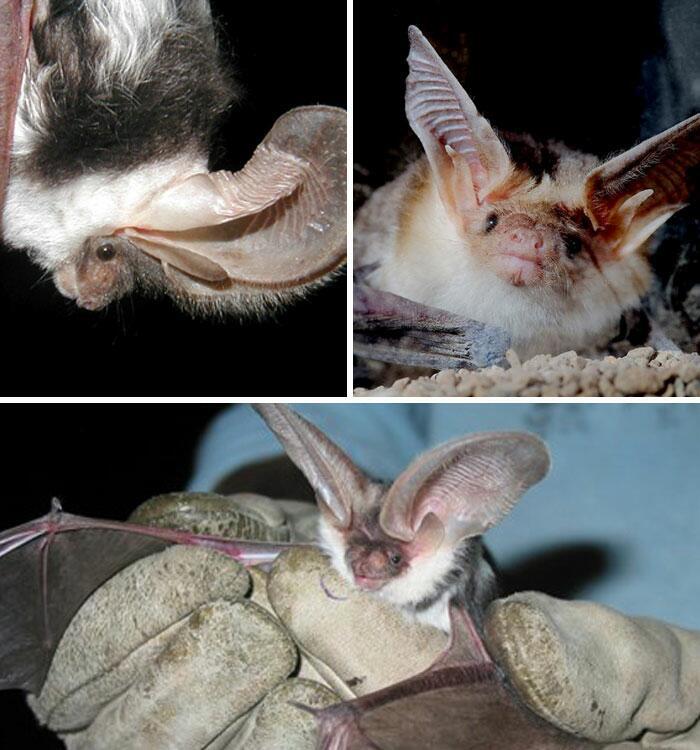 Spotted Bat Autors: Fosilija 20 visdīvainākās sikspārņu sugas, kas liks uz tām paskatīties savādāk