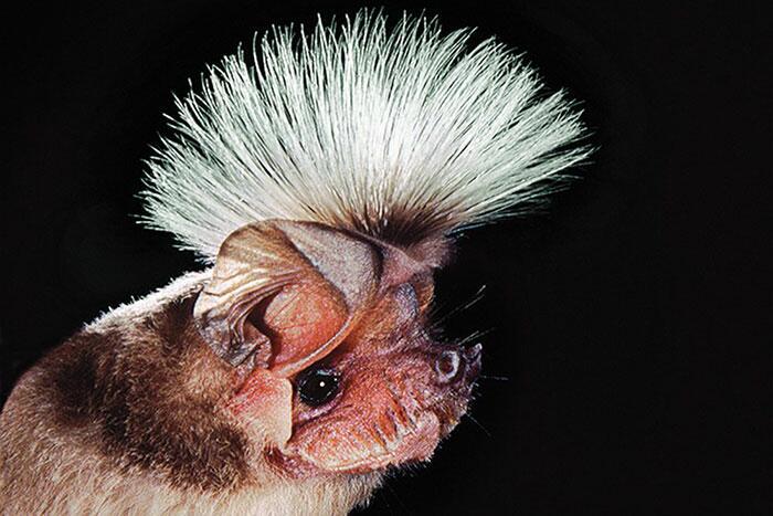 Chapins freetailed bat Autors: Fosilija 20 visdīvainākās sikspārņu sugas, kas liks uz tām paskatīties savādāk