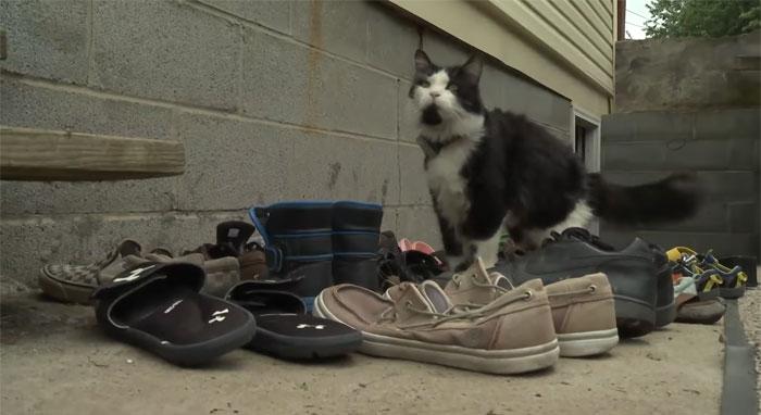 Interesants hobijs kaķim vai... Autors: matilde Par slavenību kļuvis kaķis, kurš zog savu kaimiņu apavus