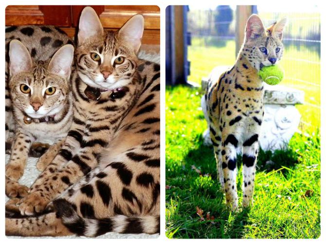 Dārgākā kaķu scaronķirneKatrs... Autors: Fosilija 6 apbrīnojami dzīvnieki, Ginesa rekordu grāmatas