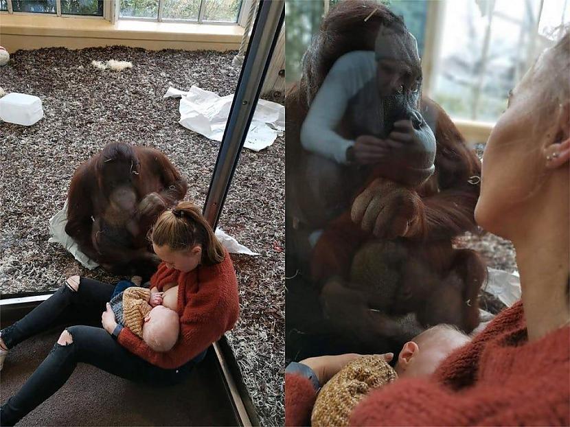 Mācību stunda orangutana... Autors: Lestets 14 reizes, kad daba mūs pārsteidza nesagatavotus