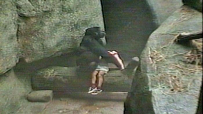 Gādīgā gorilla1996 g notika... Autors: Lestets 14 reizes, kad daba mūs pārsteidza nesagatavotus