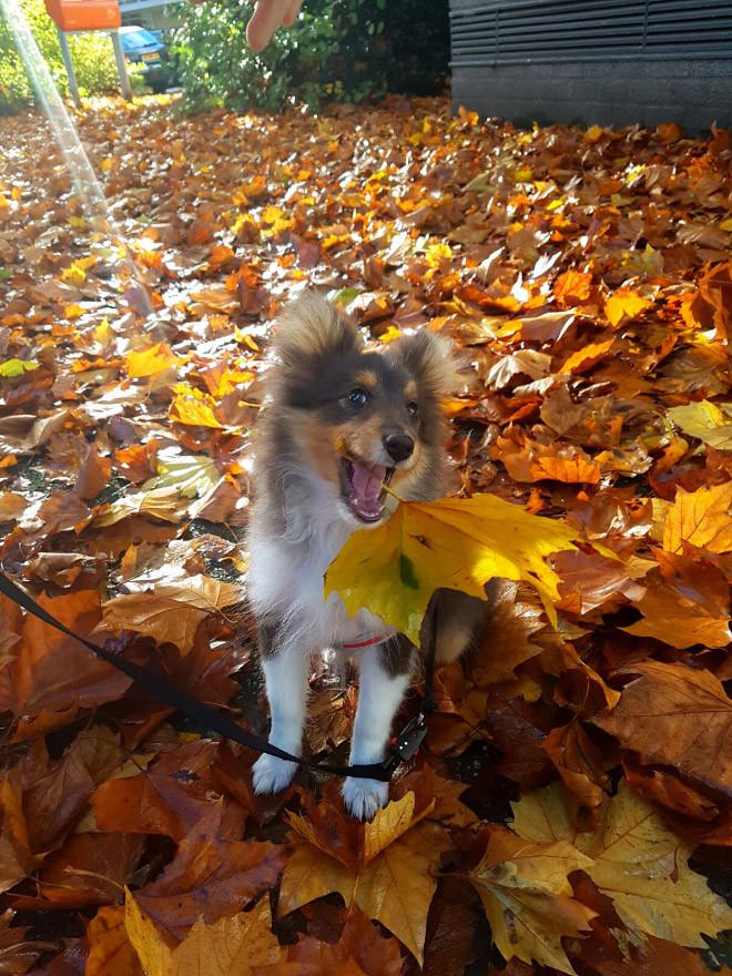  Autors: Fosilija Jautri suņuki, kuriem patīk rudens zeltainās lapas 🐶