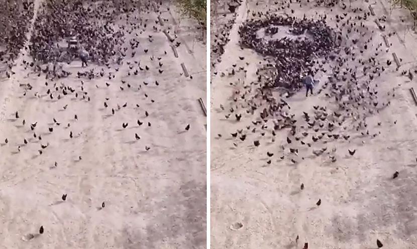 Ēdot putni nostājas... Autors: matilde Video: Vīrietis organizē simtiem putnu, lai izveidotu milzu zīmējumu