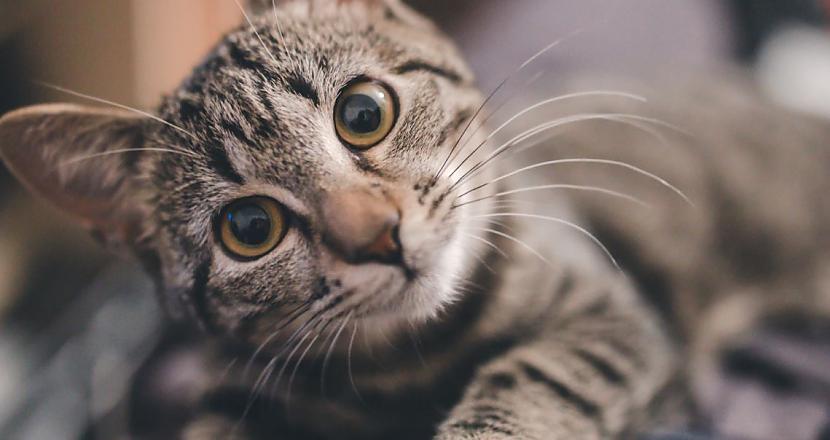 Mājas kaķi ir unikālas radības... Autors: matilde Vai tu zini, kāpēc kaķi ņaud?
