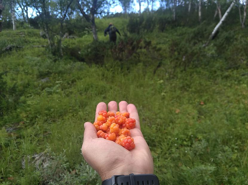  Autors: Raivo Šķuburs Video. Cope pie polārā loka (lapland) kalnu ezerā meklēju arktiskās palijas.