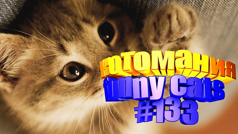  Autors: kotomaniabest Smieklīgi kaķi | Jautrība ar kaķiem, katomanija #133