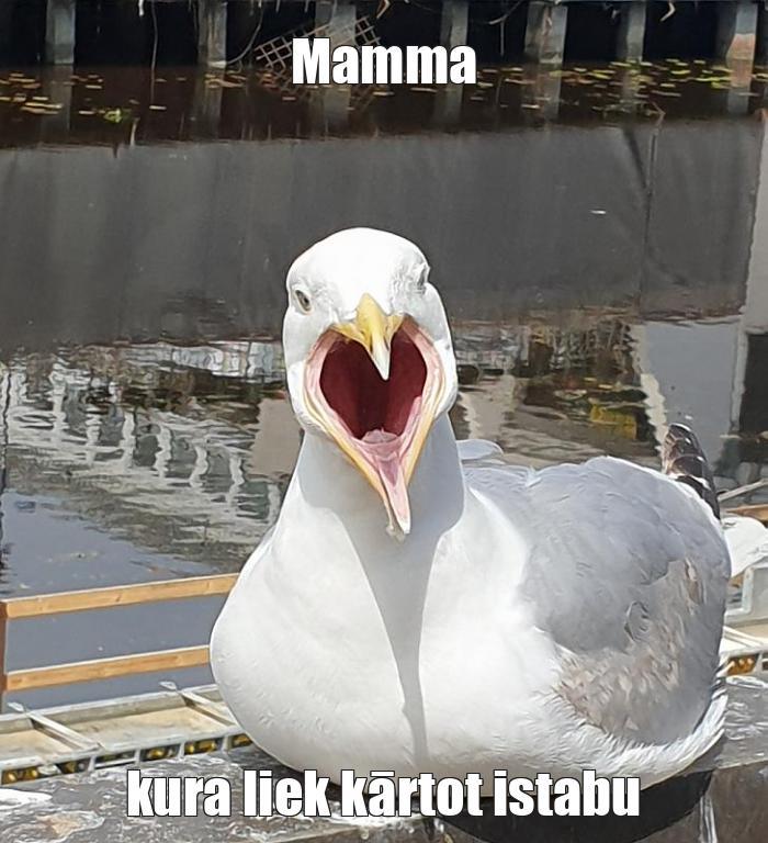  Autors: Komentētāja  Memes