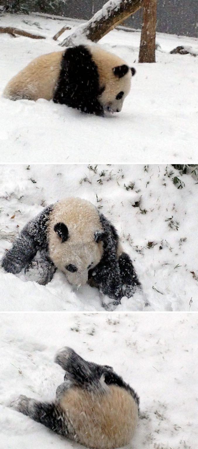 Laiks scaronļukt lejā no... Autors: Zibenzellis69 15 fotogrāfijas ar dzīvniekiem, kuri pirmoreiz izgāja pastaigā pa sniegu