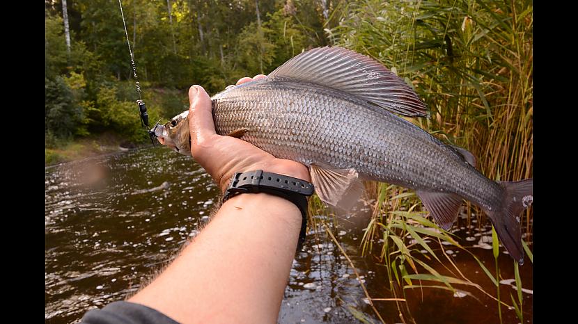 Alata  42 cm Autors: Raivo Šķuburs Alata - viena no skaistākajām zivīm Latvijā.