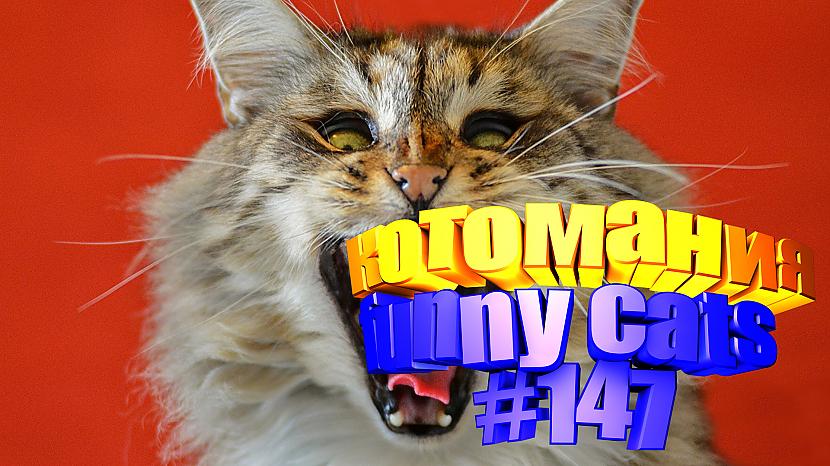  Autors: kotomaniabest Smieklīgi kaķi | Jautrība ar kaķiem, katomanija #147