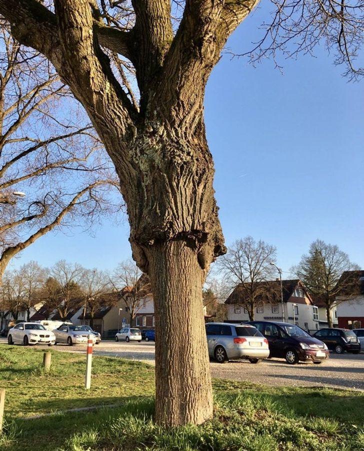 Izskatās ka koks ir ataudzējis... Autors: Lestets 15 reizes, kad dzīve parādīja, ka tā var būt neprognozējama