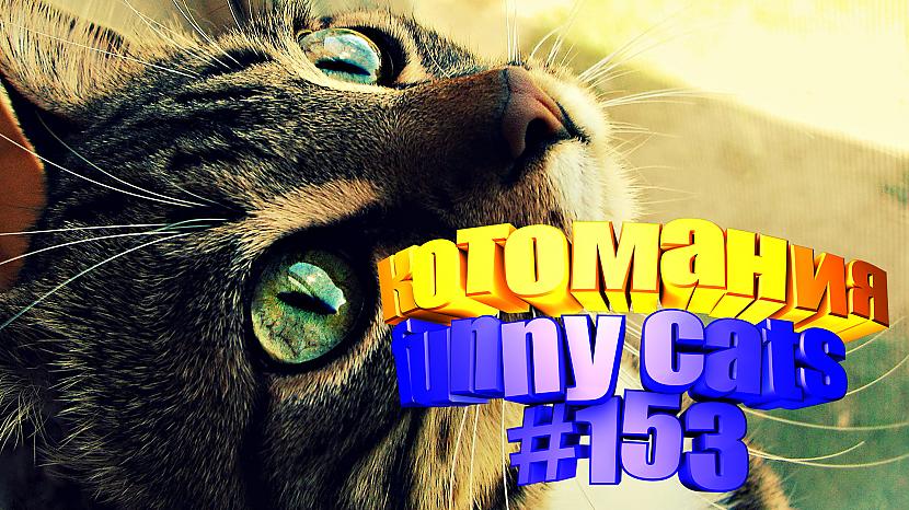  Autors: kotomaniabest Smieklīgi kaķi | Jautrība ar kaķiem, katomanija #153 (video)