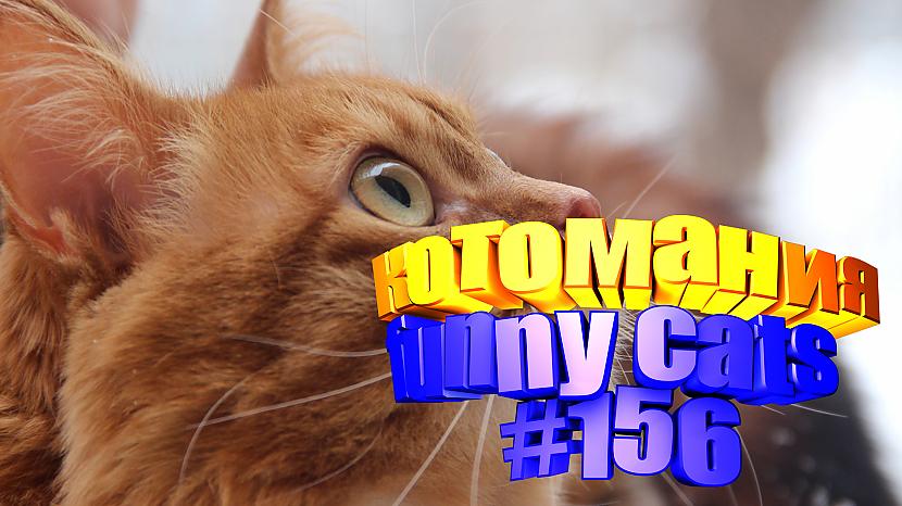  Autors: kotomaniabest Smieklīgi kaķi | Jautrība ar kaķiem, katomanija #156 (video)