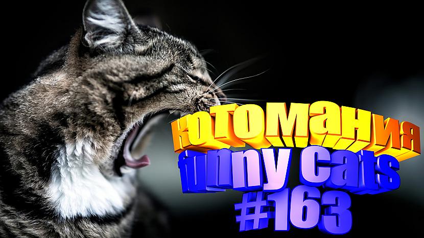  Autors: kotomaniabest Smieklīgi kaķi | Jautrība ar kaķiem, katomanija #163 (video)